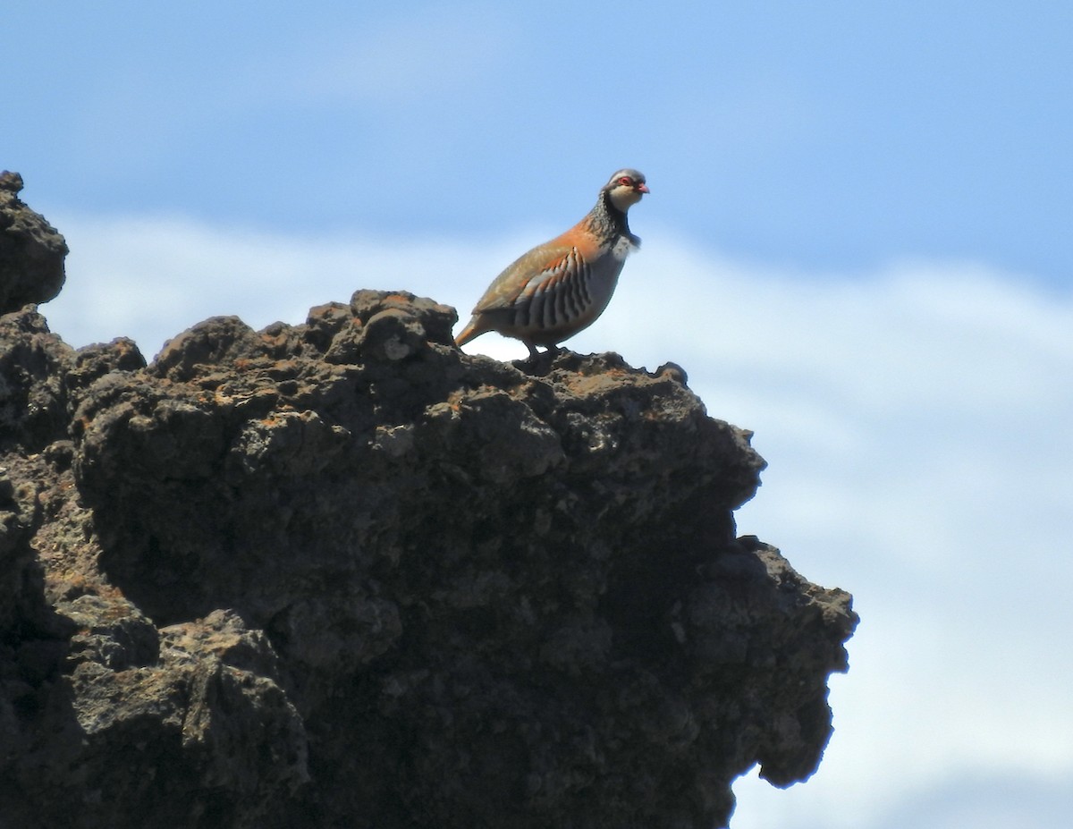 Red-legged Partridge - Haiko Taudien