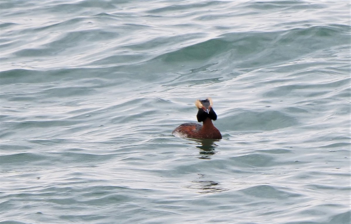 Horned Grebe - Graham Hutchison