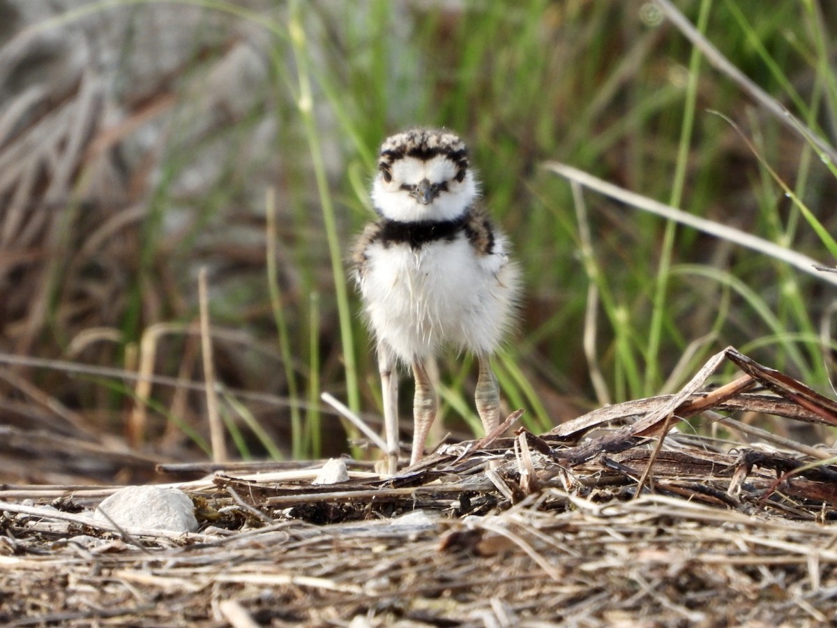 Killdeer - ML569863431