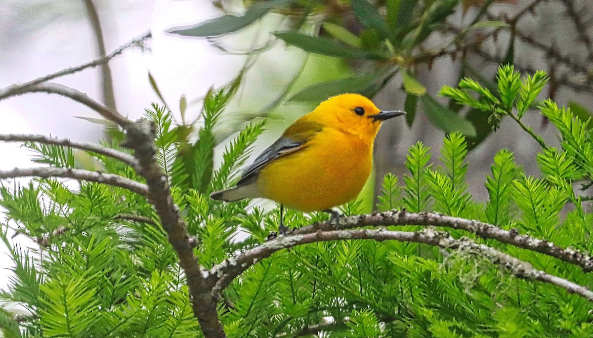 Prothonotary Warbler - ML569863441