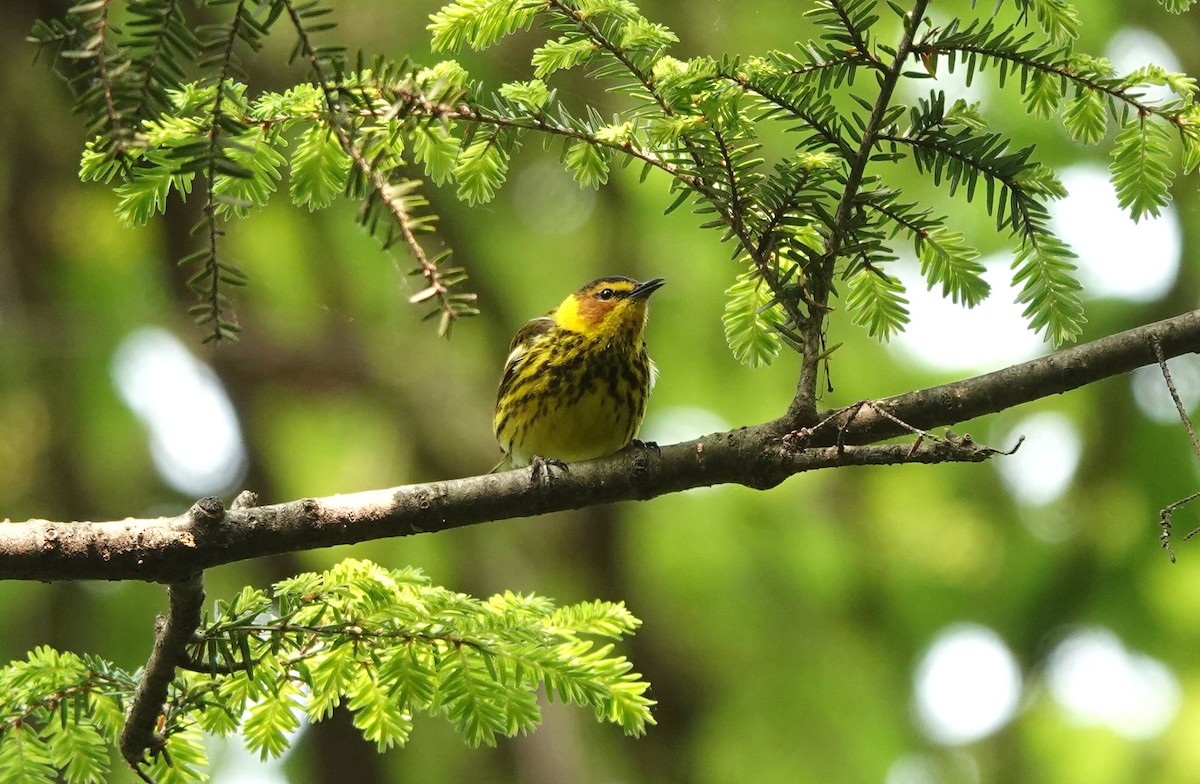 ホオアカアメリカムシクイ - ML569864081