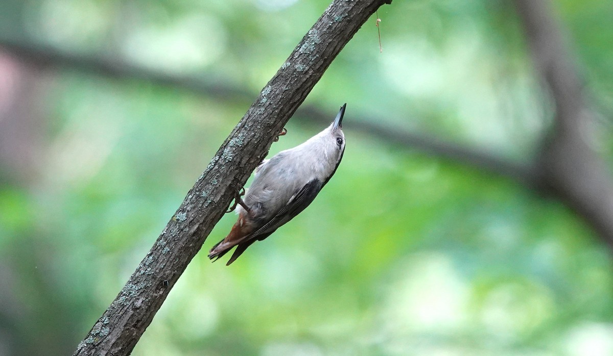 White-breasted Nuthatch - ML569864171