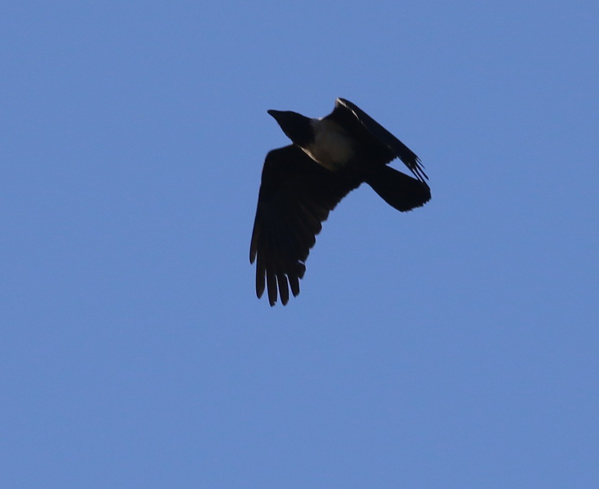 Pied Crow - ML56986451