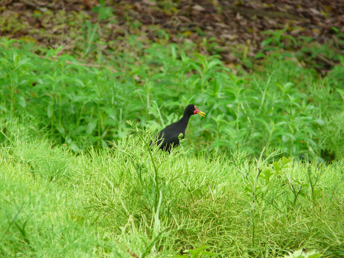 Jacana Suramericana - ML569865071