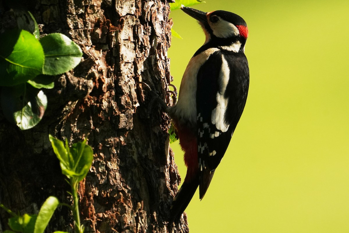 Great Spotted Woodpecker - Paulo Fernandez