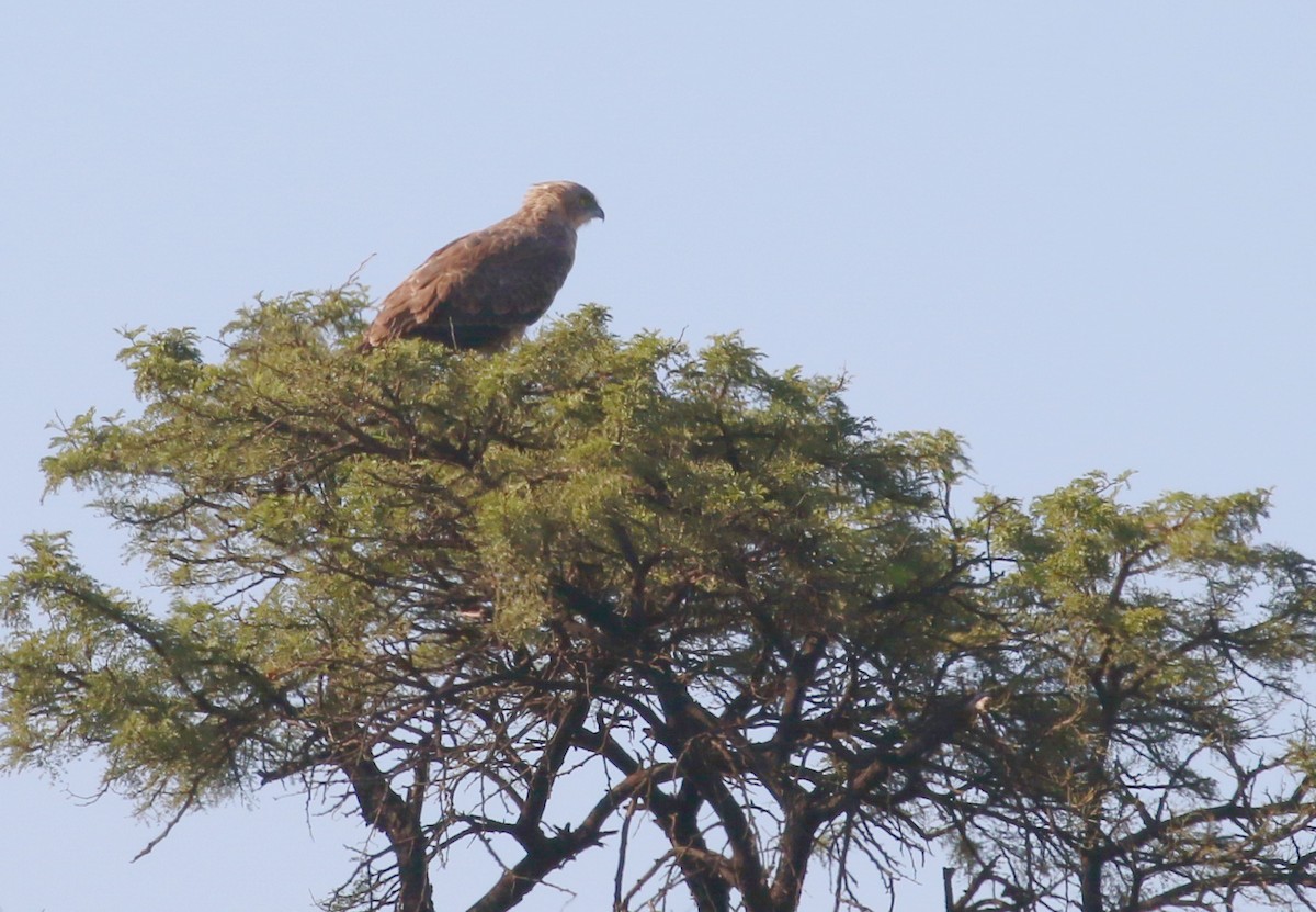 Brown Snake-Eagle - Hendrik Swanepoel