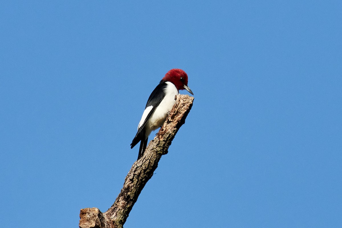 Red-headed Woodpecker - ML569865961