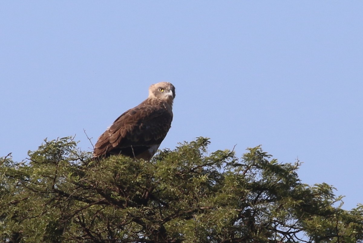 Brown Snake-Eagle - ML56986611