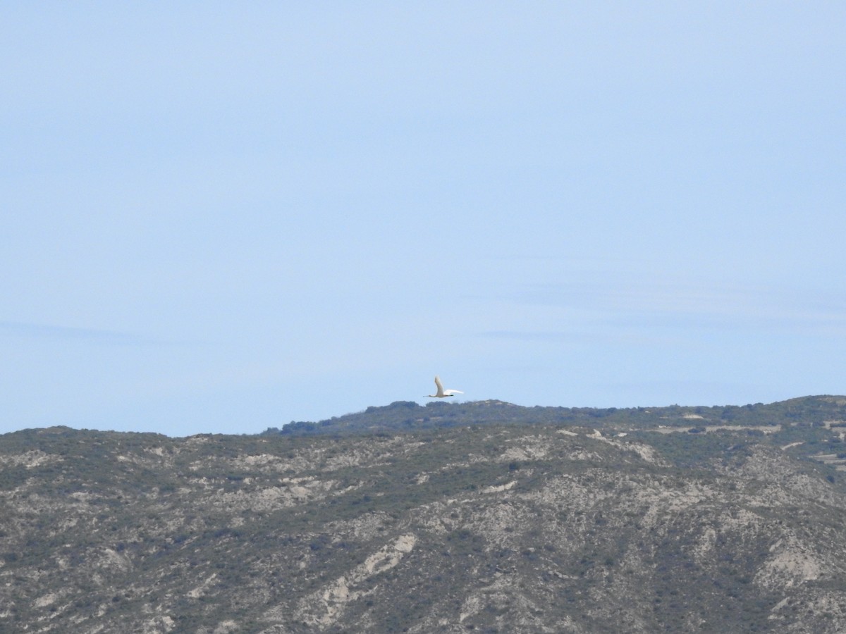 Spatule blanche - ML569866371