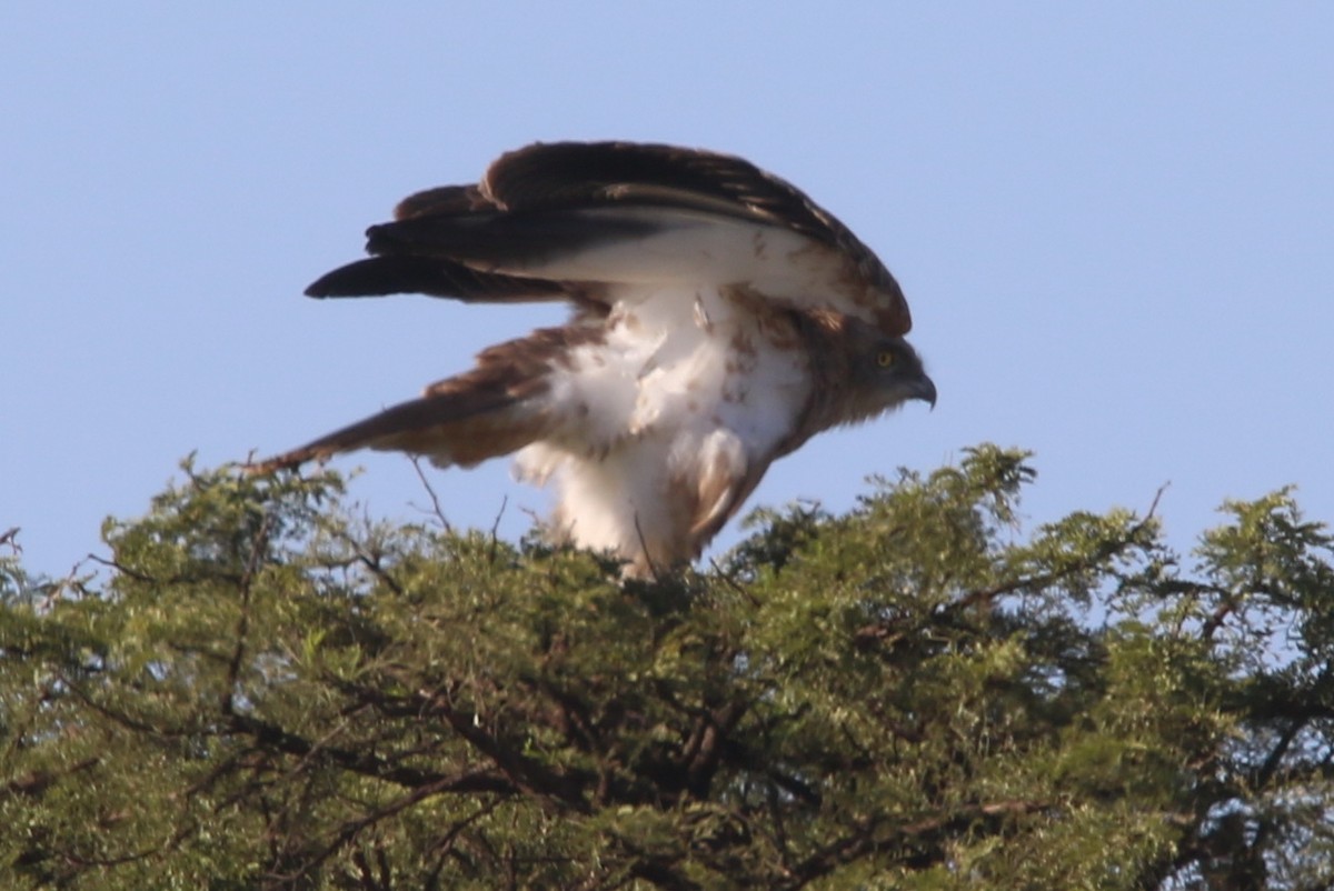 Brown Snake-Eagle - ML56986641