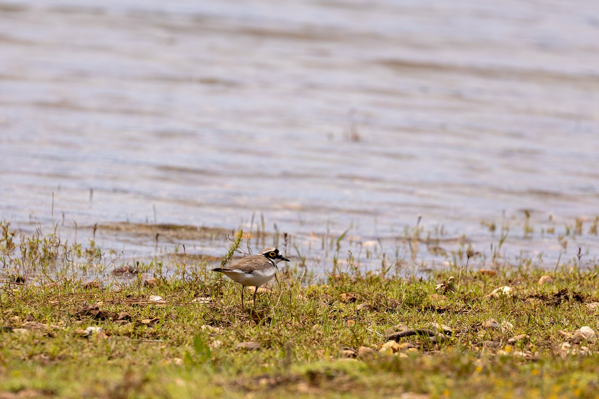 Little Ringed Plover - ML569869151