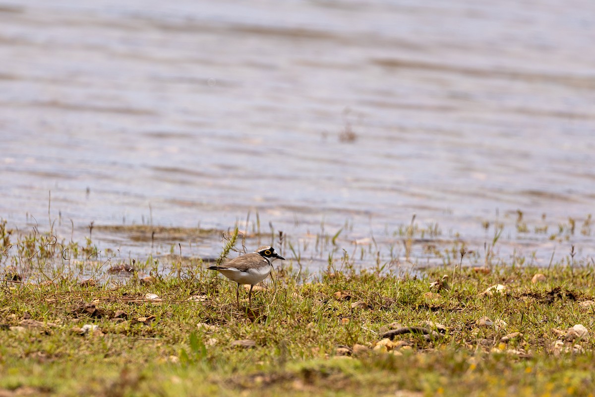 Little Ringed Plover - ML569869161