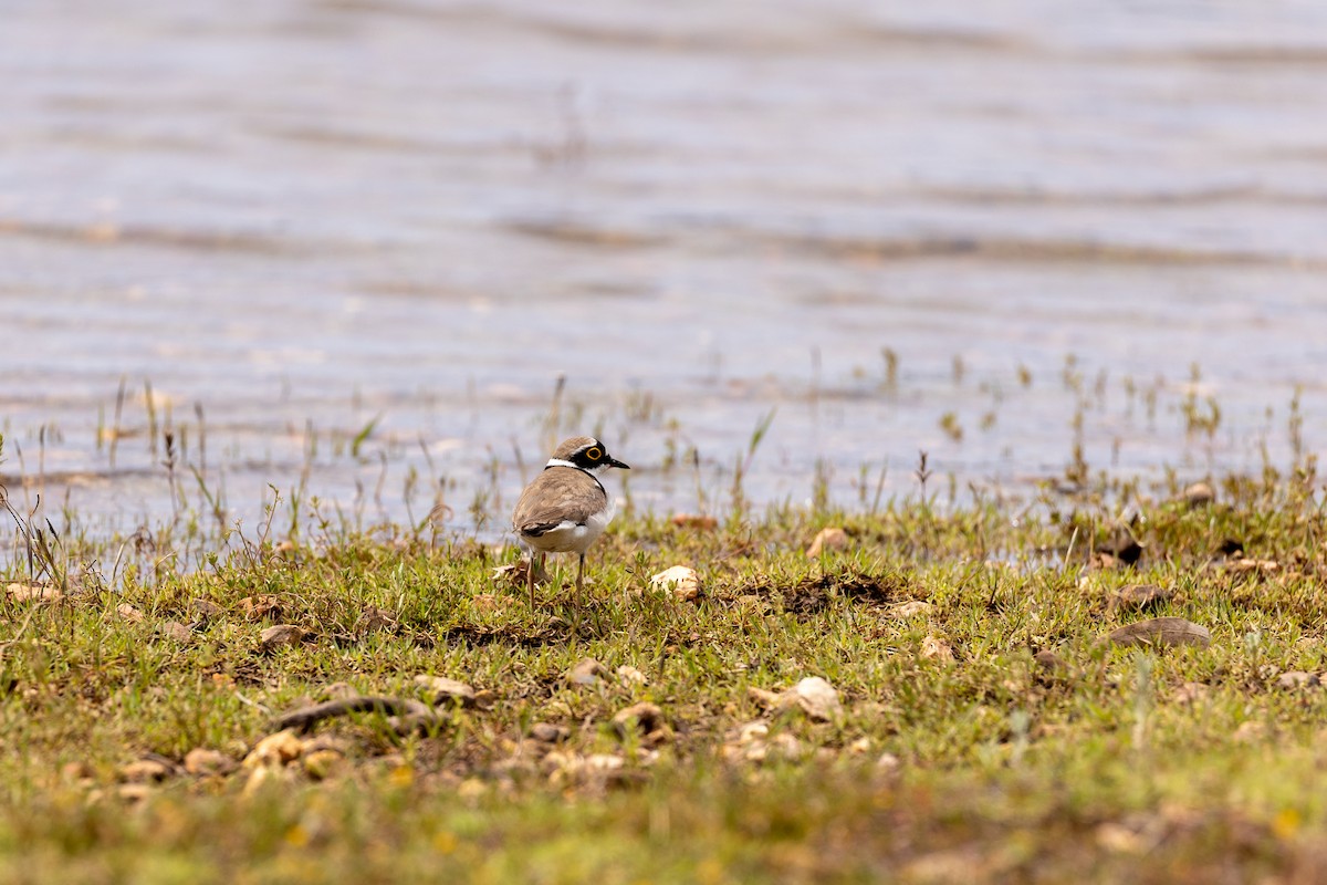 Little Ringed Plover - ML569869171