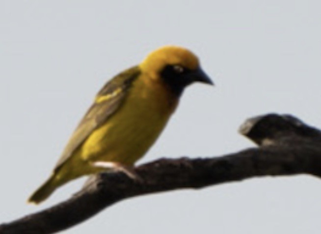 Speke's Weaver - ML569869311