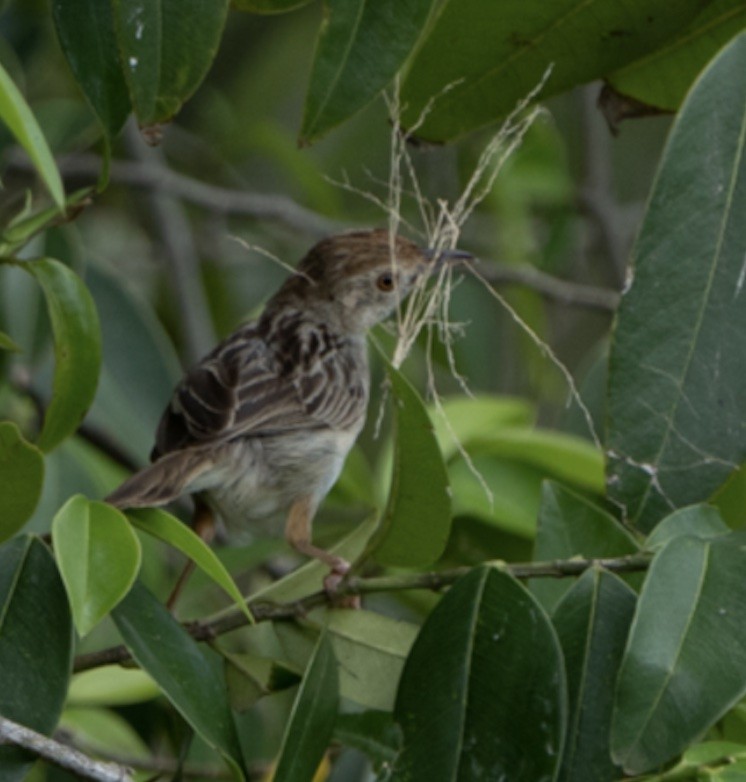 Stout Cisticola - Usama Tabani