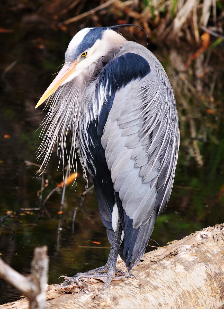 Great Blue Heron - ML569869901