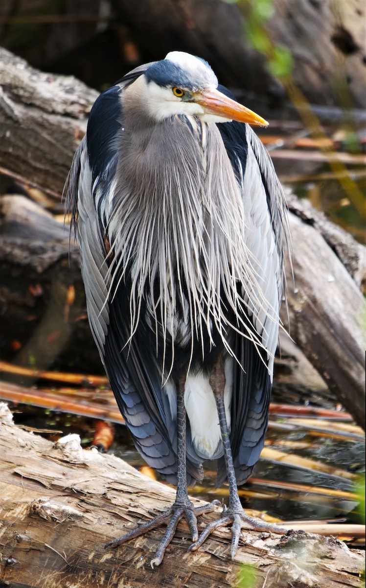 Great Blue Heron - ML569869921