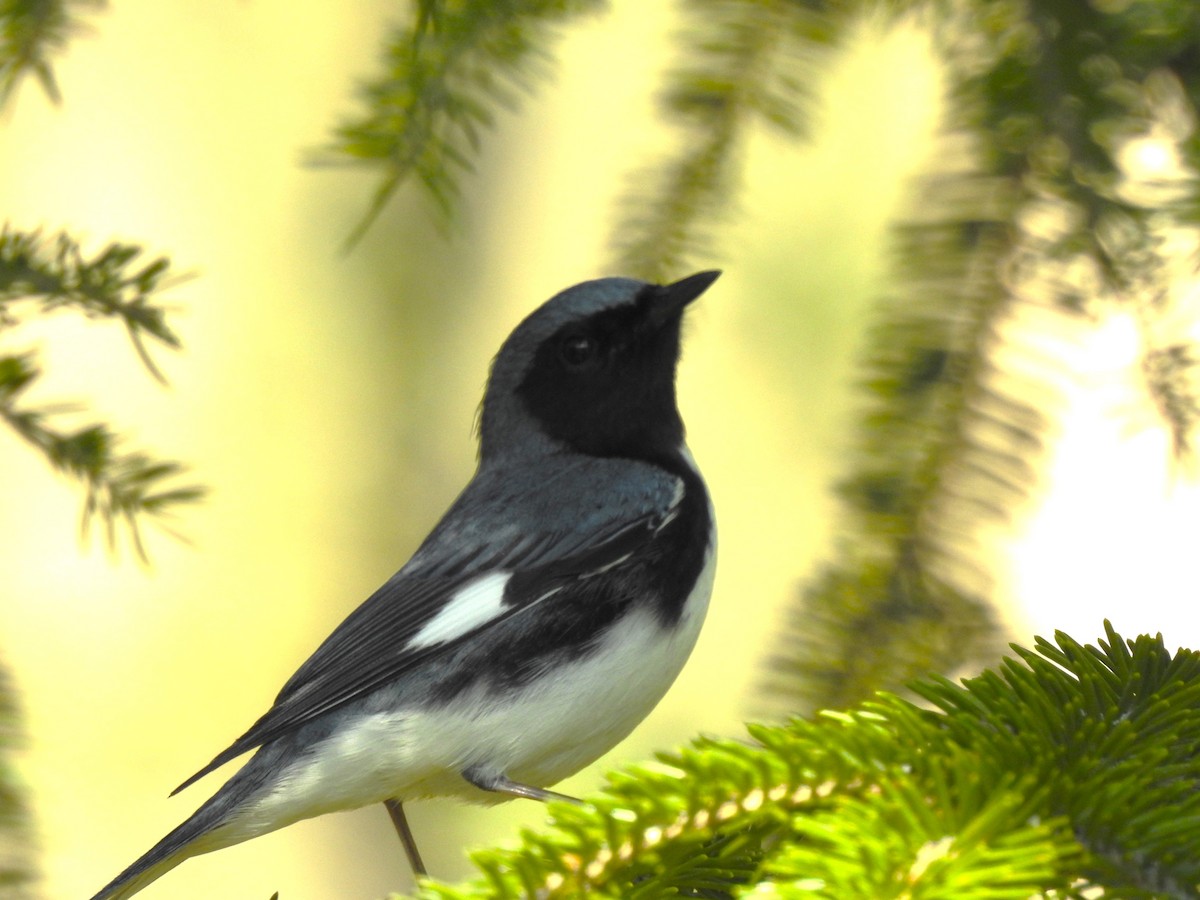 Black-throated Blue Warbler - ML569870021