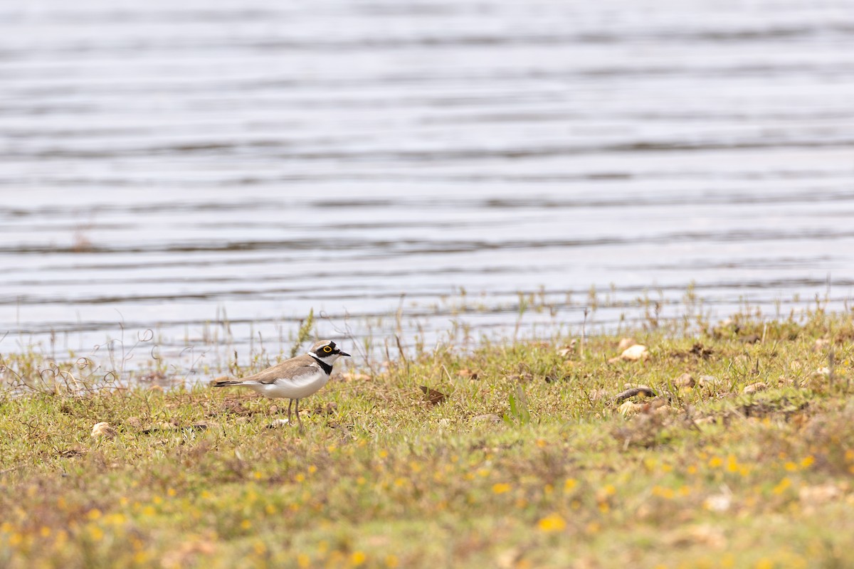 Little Ringed Plover - ML569870481