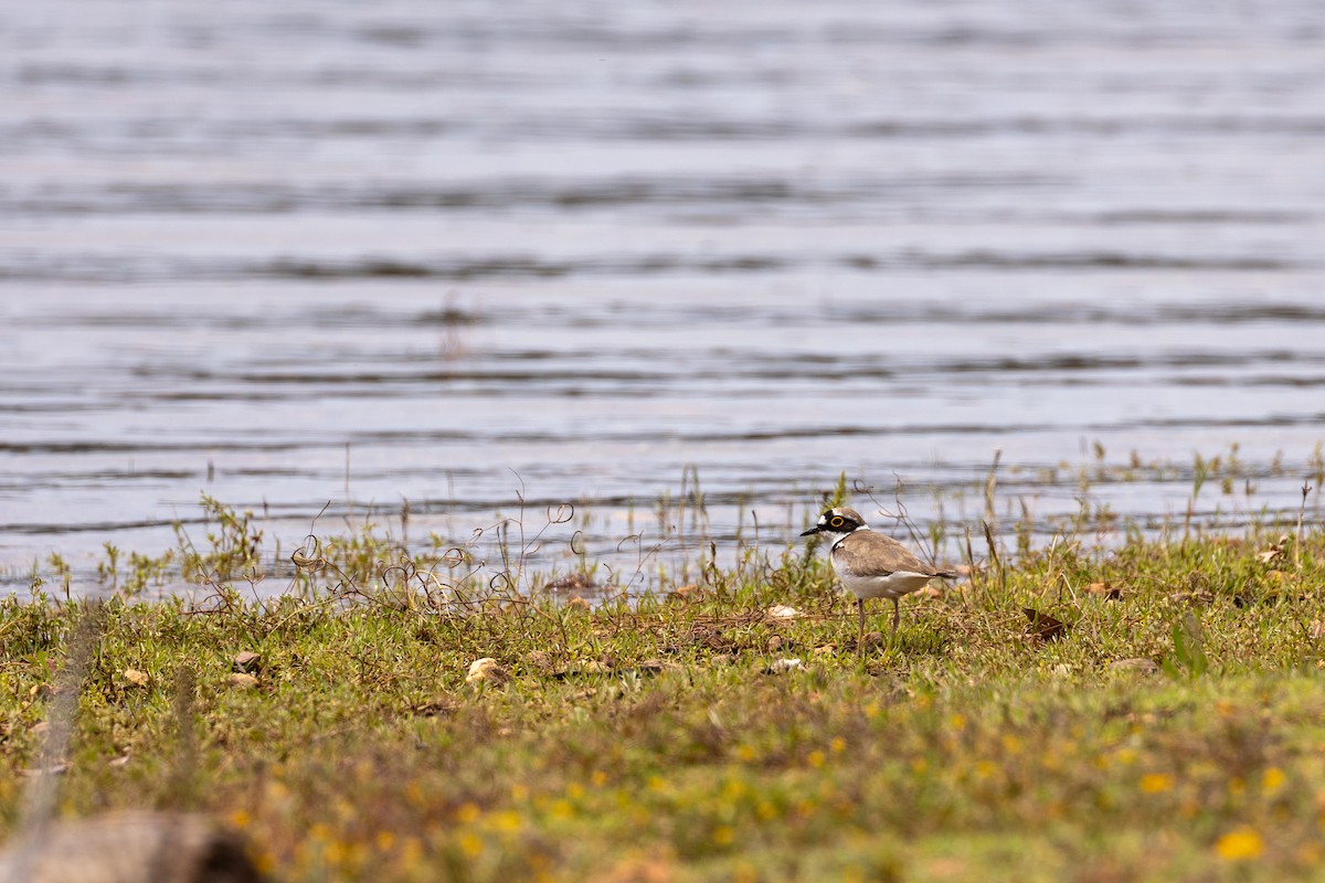 Little Ringed Plover - ML569870501