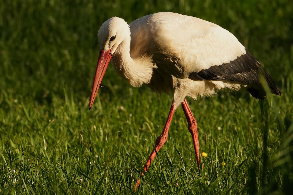 White Stork - Paulo Fernandez