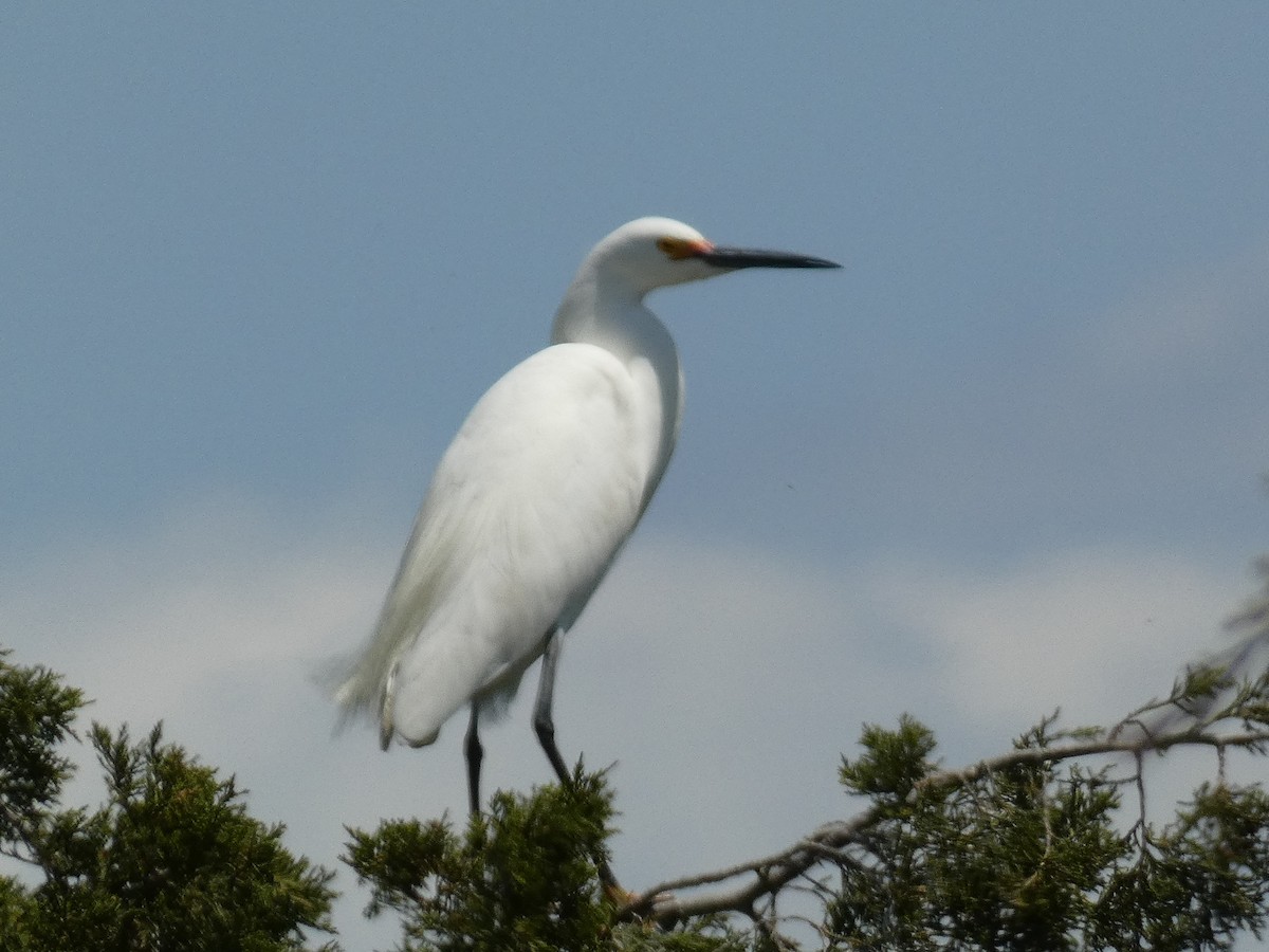 Snowy Egret - ML569870991