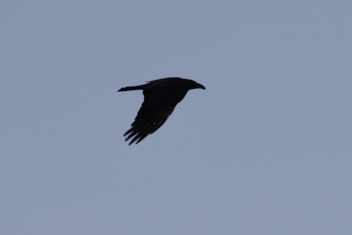 Chihuahuan Raven - ML569871511