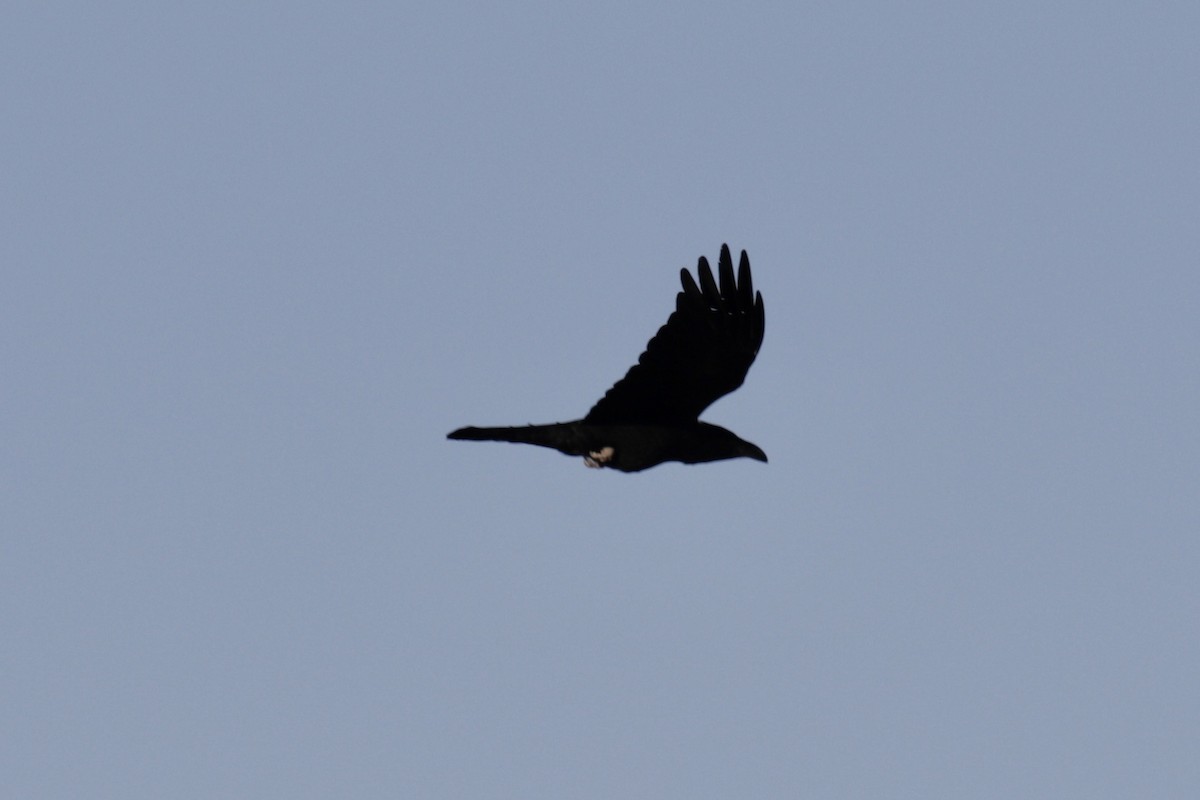 Chihuahuan Raven - ML569871521