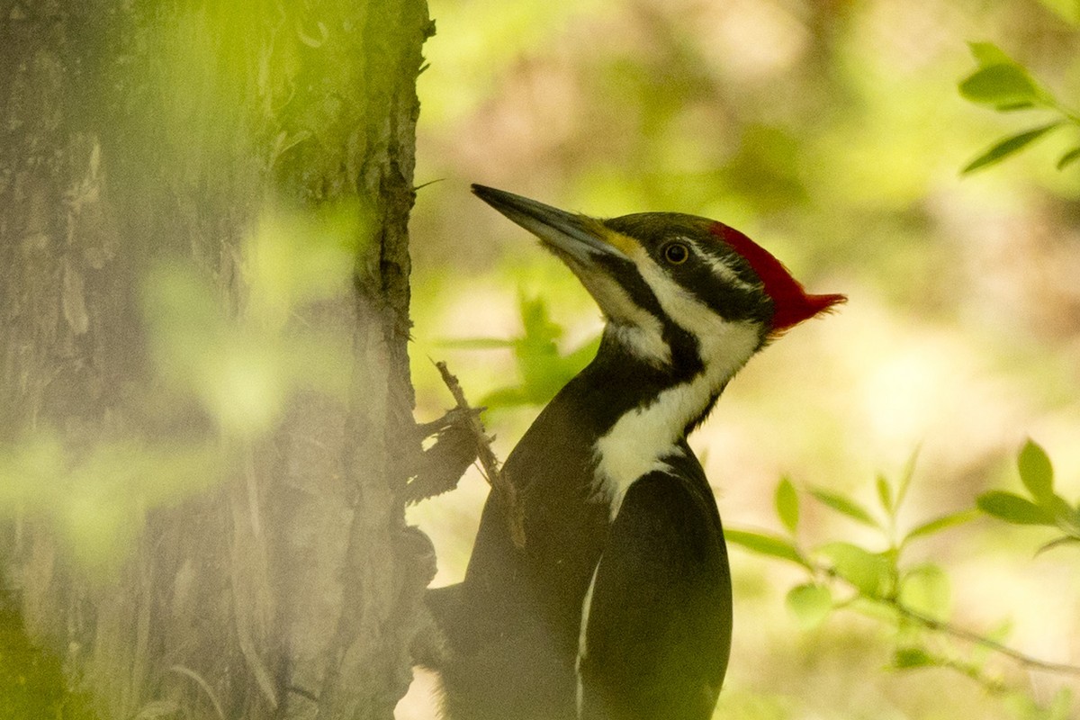 Pileated Woodpecker - ML569872091