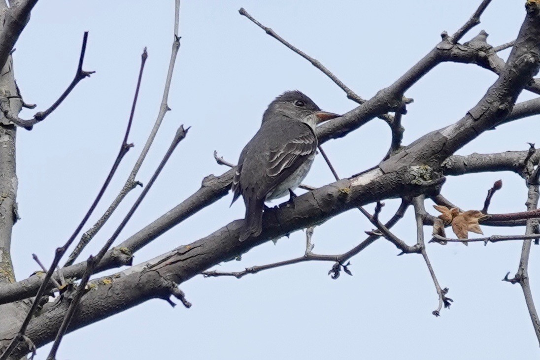 Olive-sided Flycatcher - ML569873331