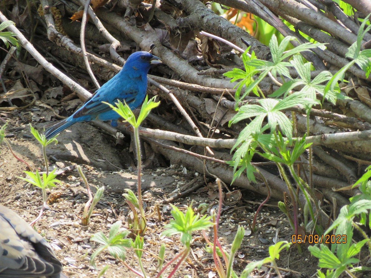 Indigo Bunting - ML569874121