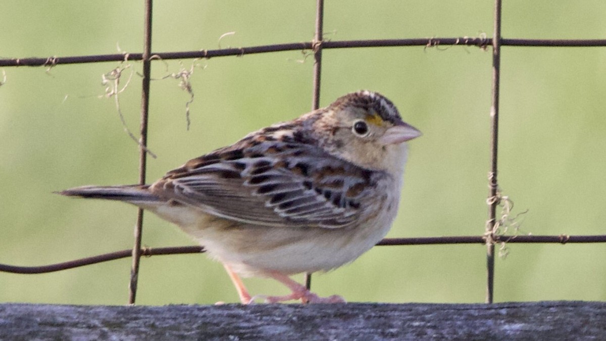 Grasshopper Sparrow - Stephan Baker