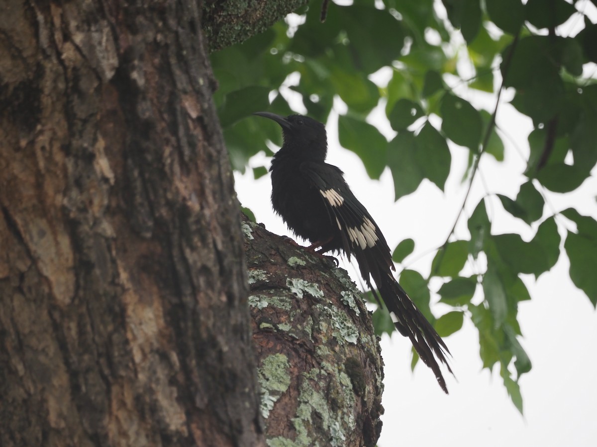 Black-billed Woodhoopoe - ML569875041