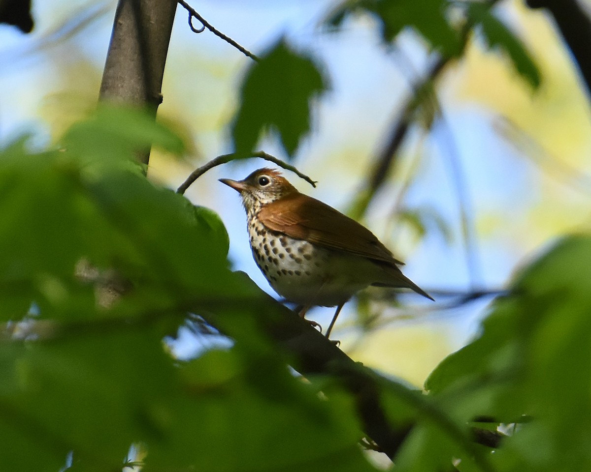 Wood Thrush - ML569875171