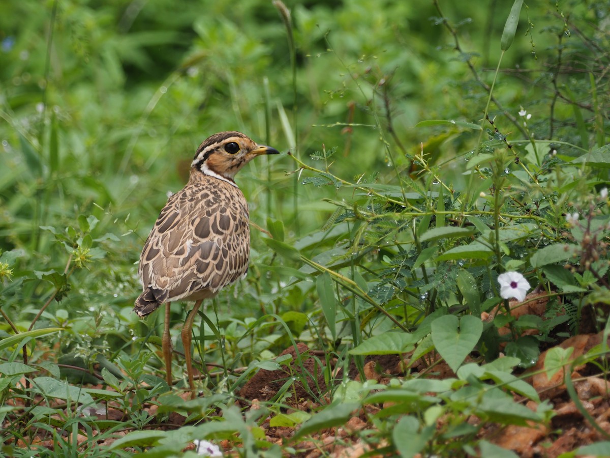 Three-banded Courser - Adrian Hinkle