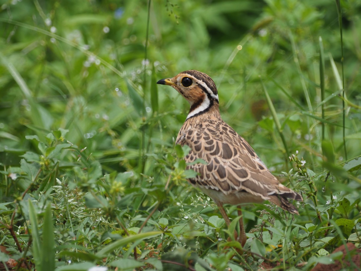 Three-banded Courser - Adrian Hinkle