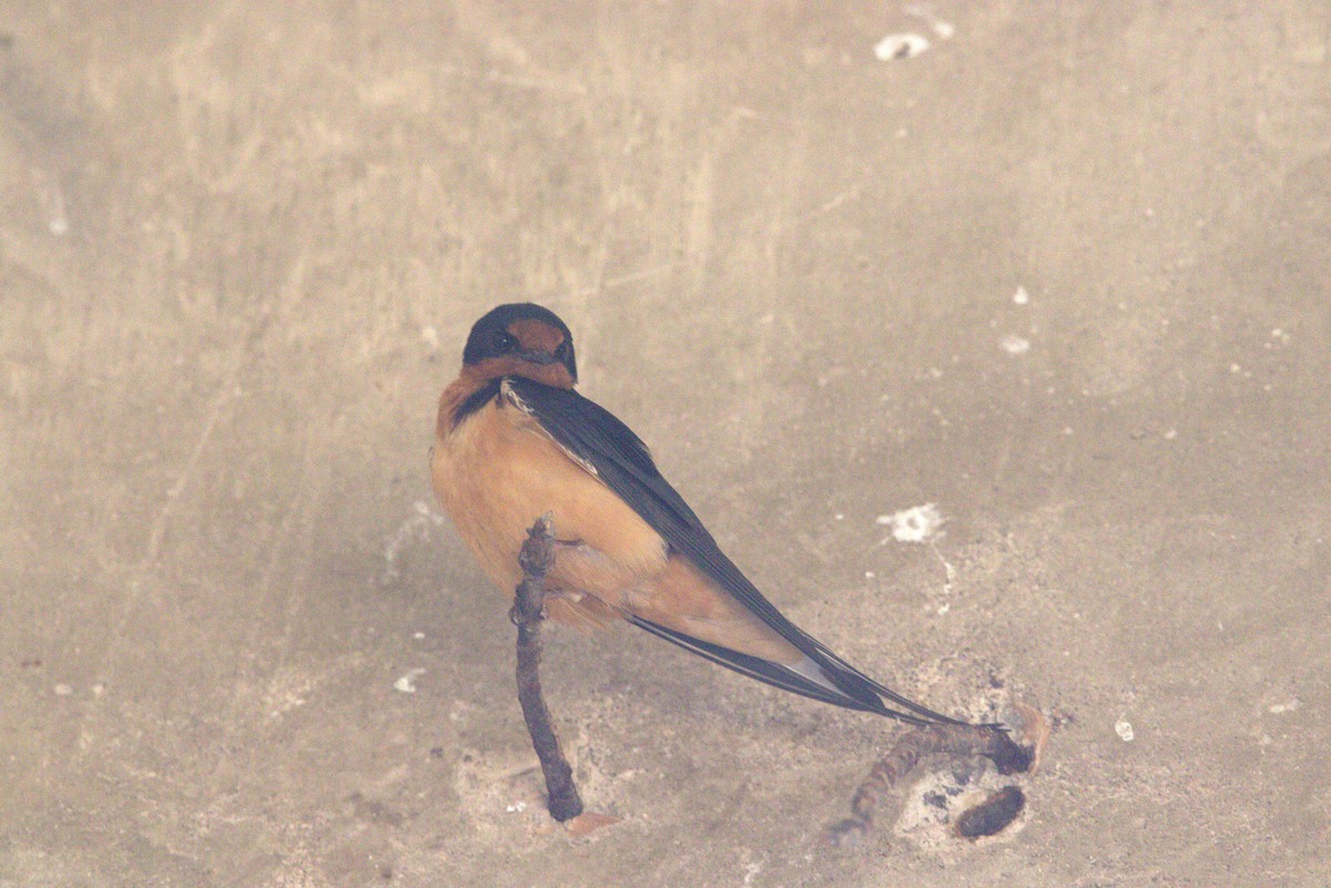 Barn Swallow - ML569875311