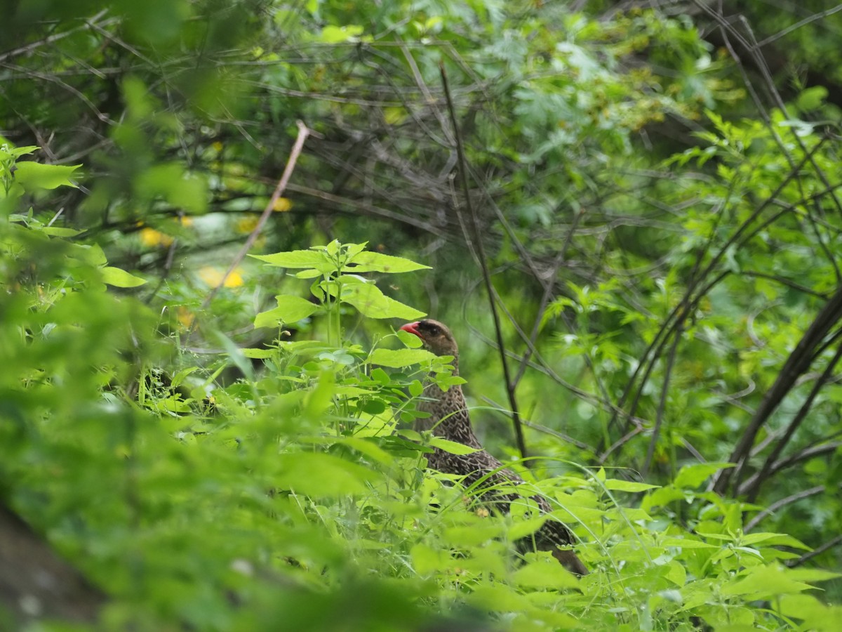 Chestnut-naped Spurfowl (Black-fronted) - ML569875551