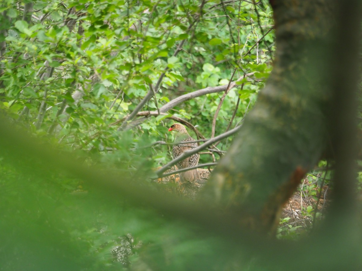 Chestnut-naped Spurfowl (Black-fronted) - ML569875561