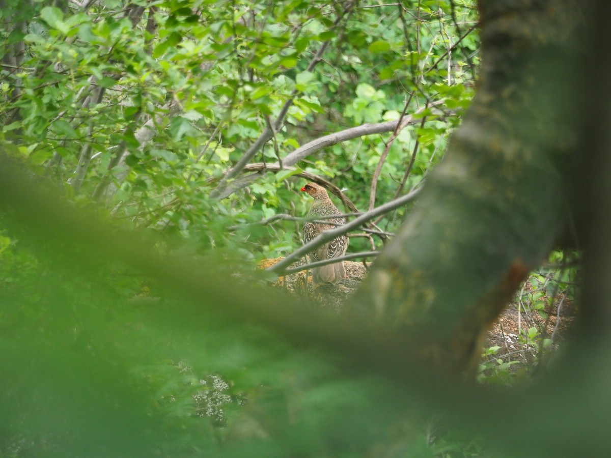 Chestnut-naped Spurfowl (Black-fronted) - ML569875571