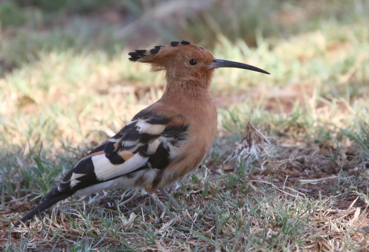 Eurasian Hoopoe - ML56987711