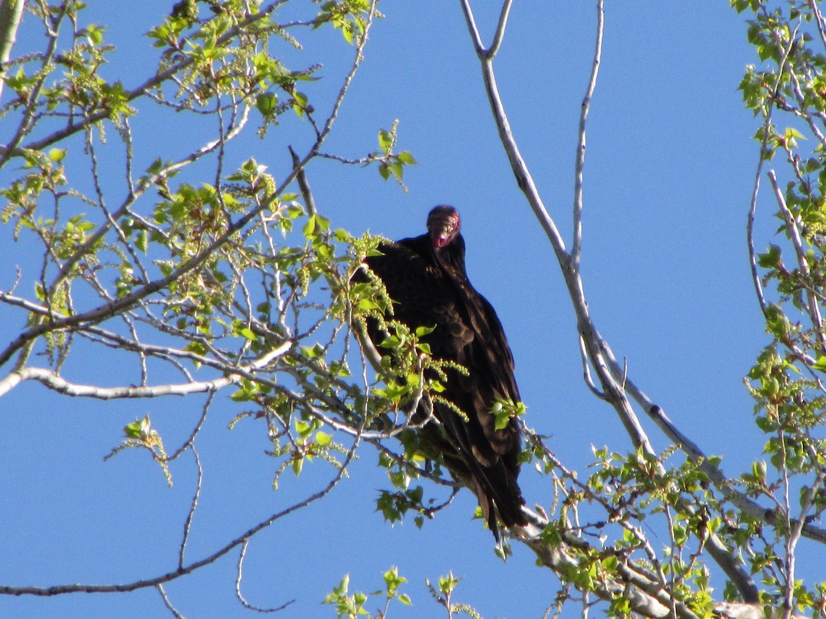 Turkey Vulture - ML56987791