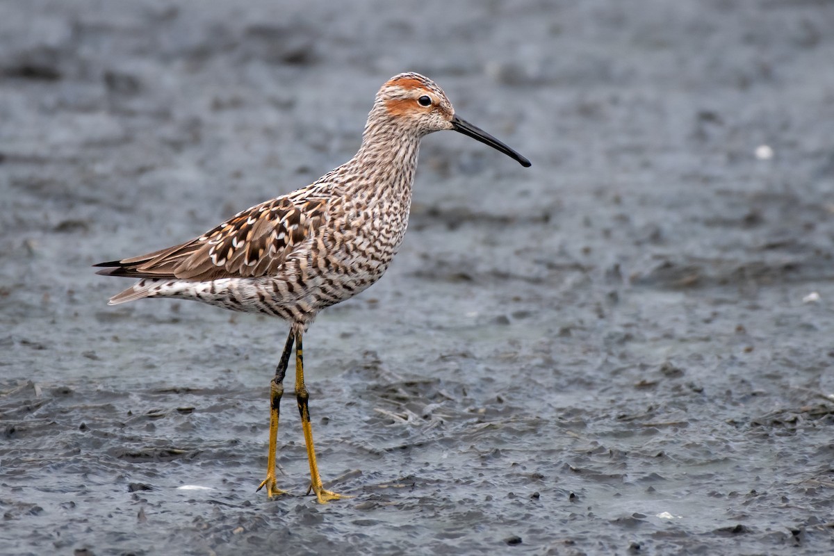 Stilt Sandpiper - James Corgill