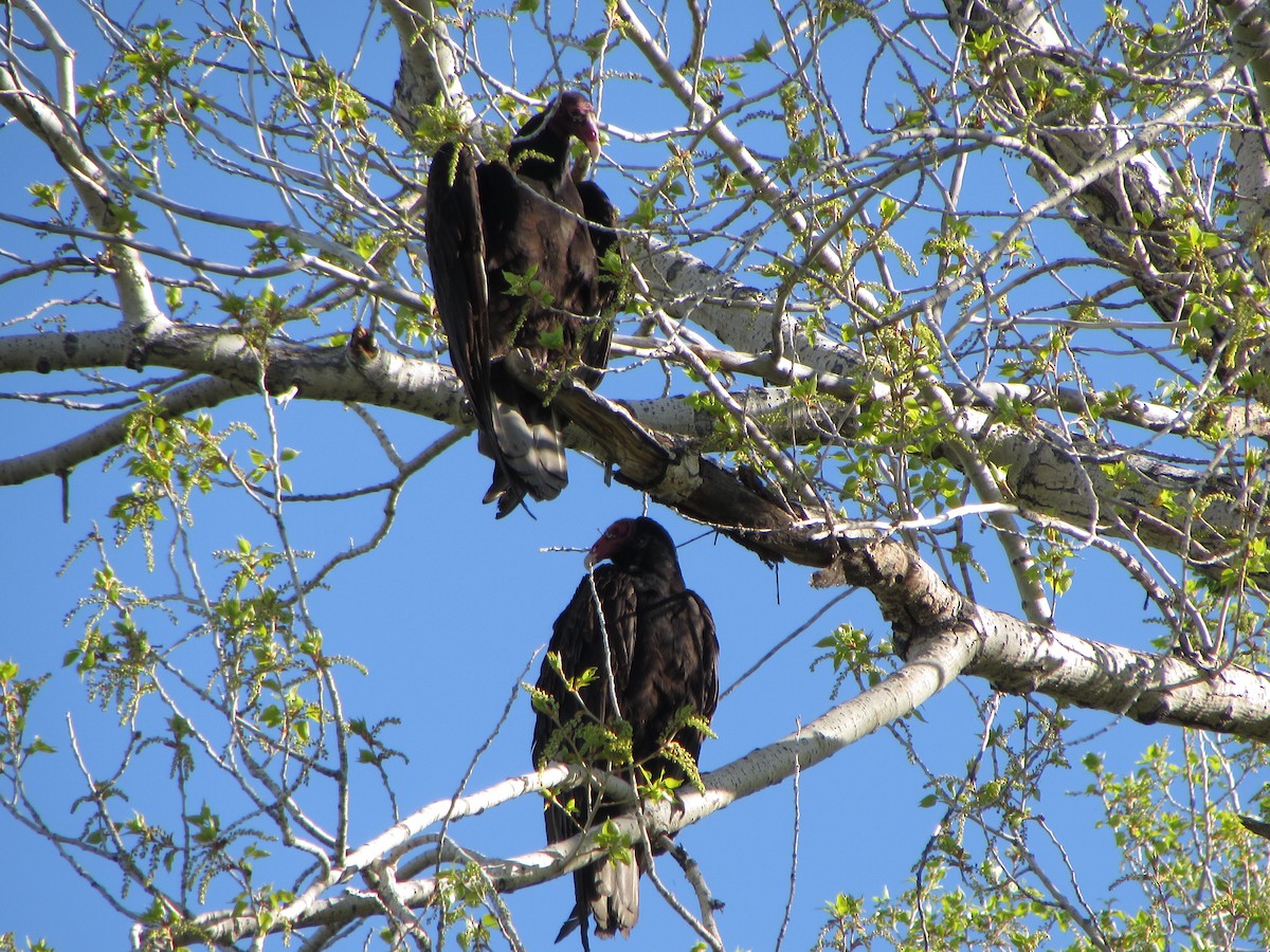 Turkey Vulture - ML56987811