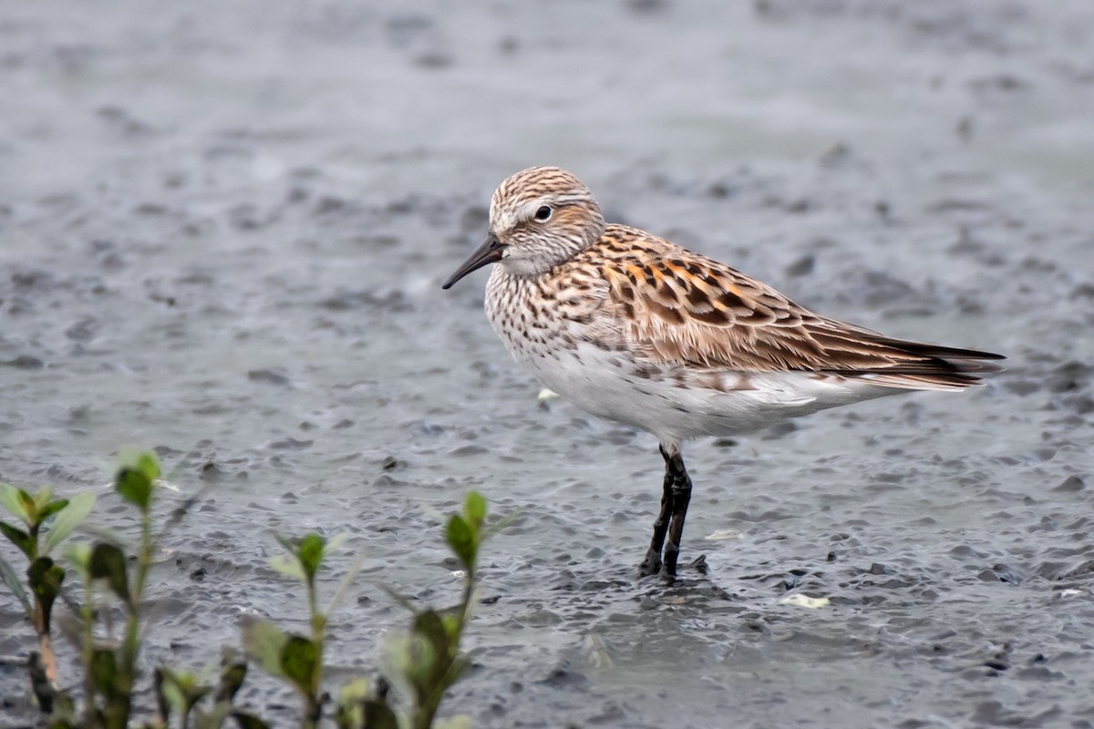 White-rumped Sandpiper - ML569878141
