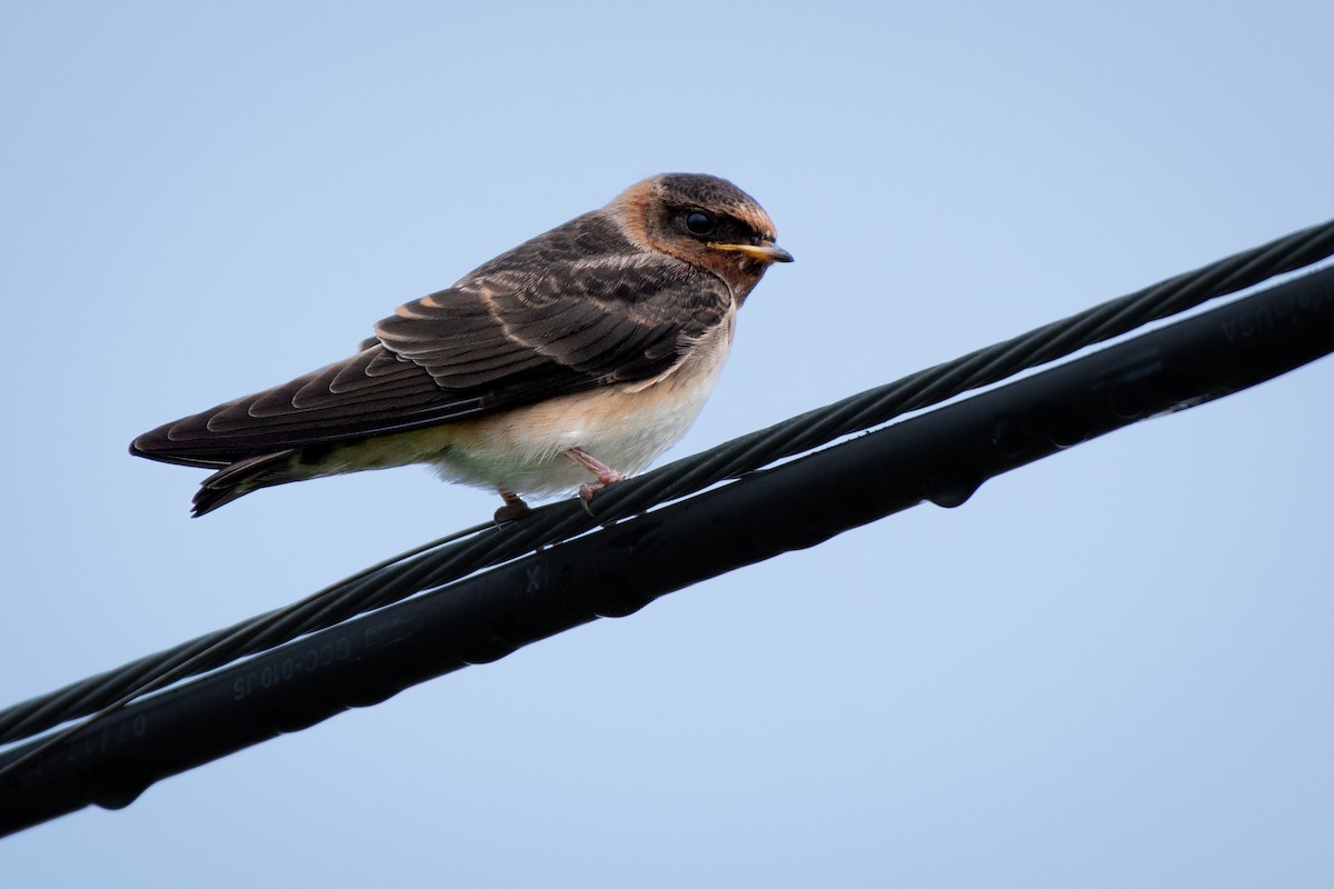 Cliff Swallow - ML569878441