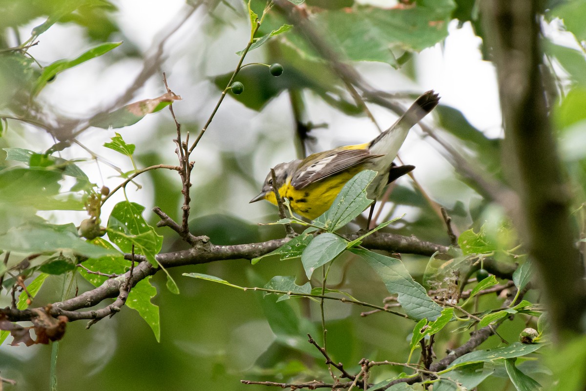 Magnolia Warbler - ML569879221