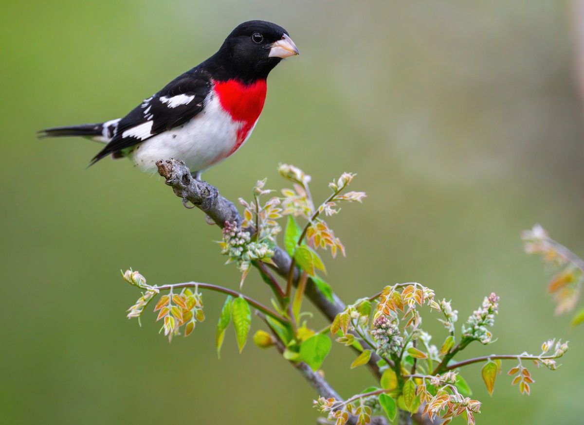 Rose-breasted Grosbeak - Matt Zuro