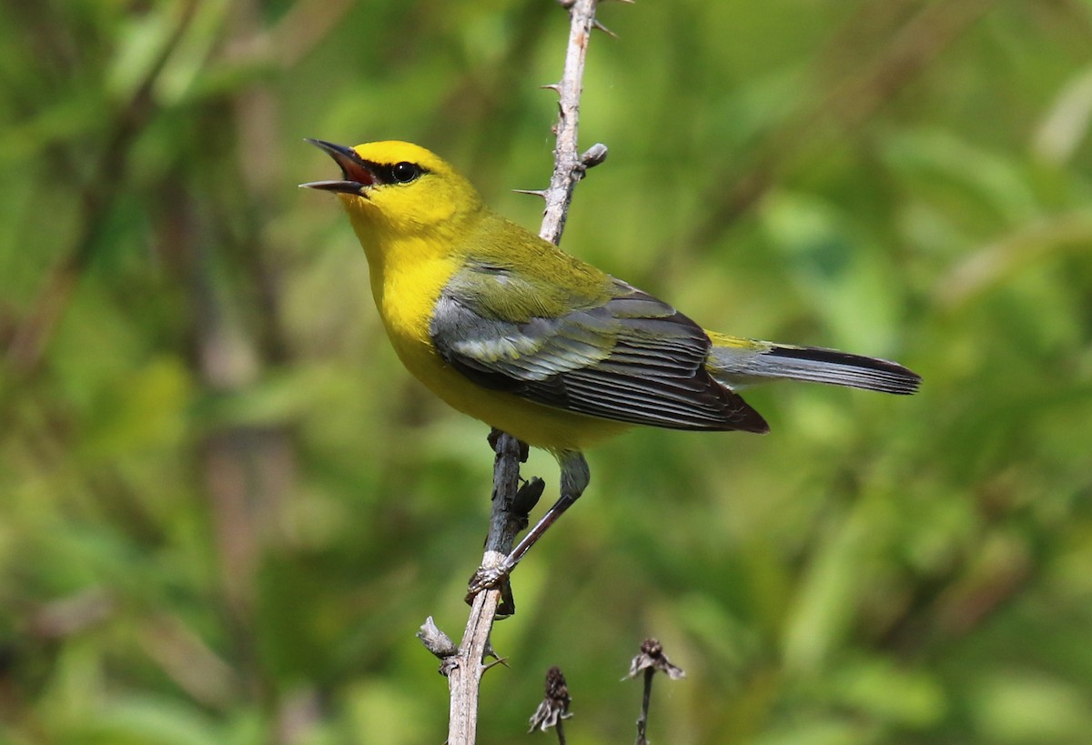 Blue-winged Warbler - Elisa Shaw