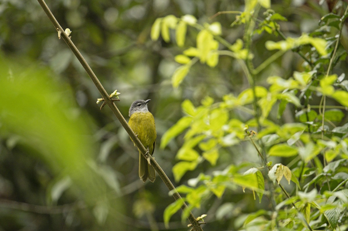 Eastern Mountain Greenbul (Olive-breasted) - Neil Earnest